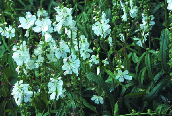 sidalcea candida bianca