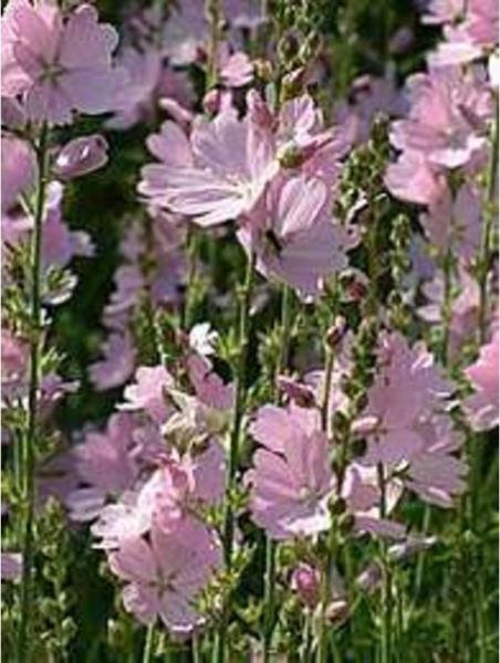 sidalcea hybrida partygirl