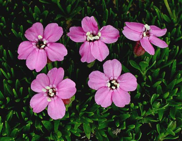 silene acaulis