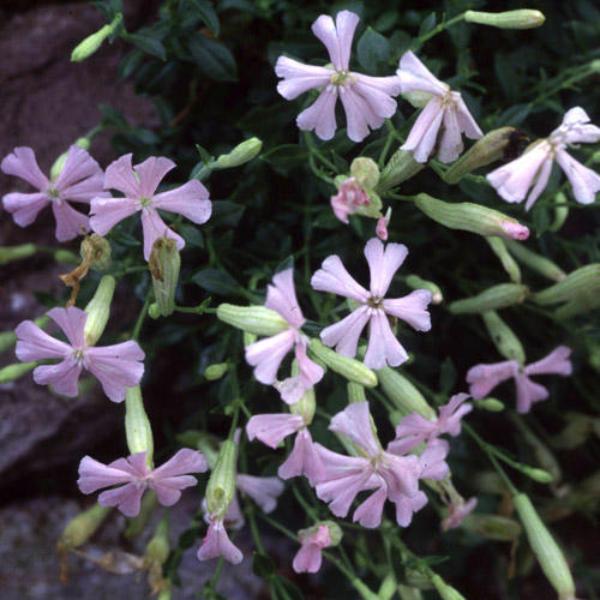 silene schafta