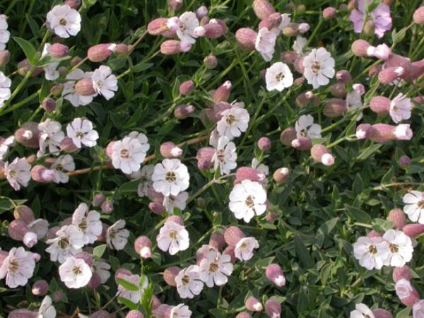 silene uniflora compacta