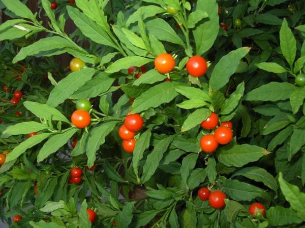 solanum capsicastrum