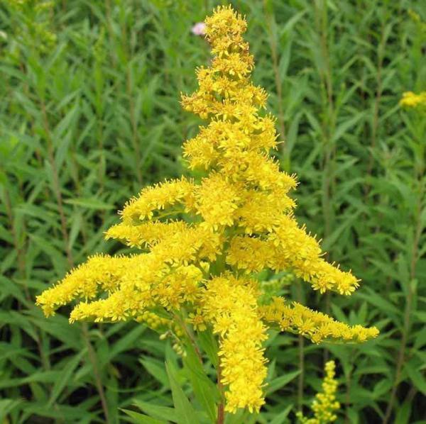 solidago canadensis baby gold