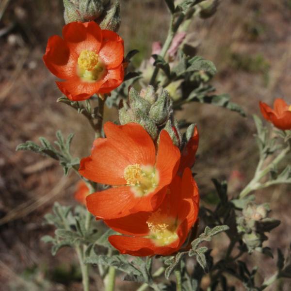 sphaeralcea coccinea