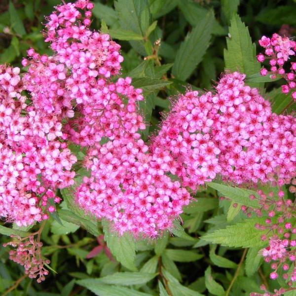 spiraea bumalda anthony waterer