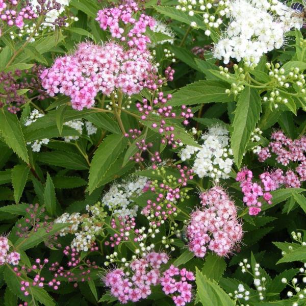 spiraea japonica shirobana