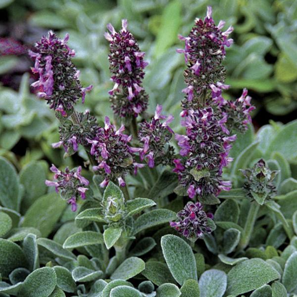 stachys byzantina silky fleece