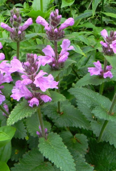 stachys grandiflora superba