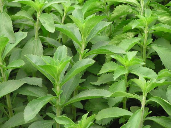 stevia rebaudiana