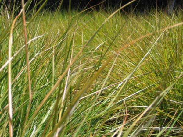 stipa arundinacea