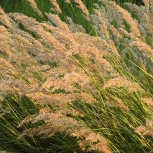 stipa calamagrostis