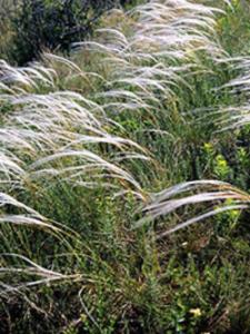 stipa capillata