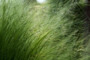 stipa gigantea