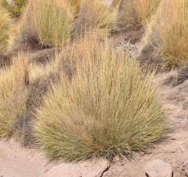 stipa ichu 