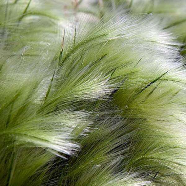 stipa tenuissima