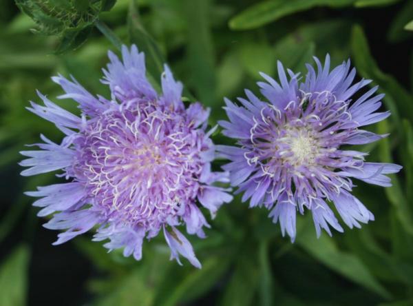 stokesia laevis