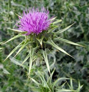 sylibum marianum 