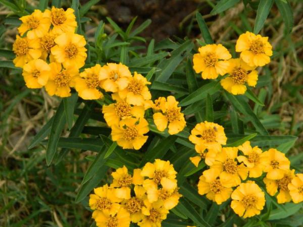 tagetes lucida