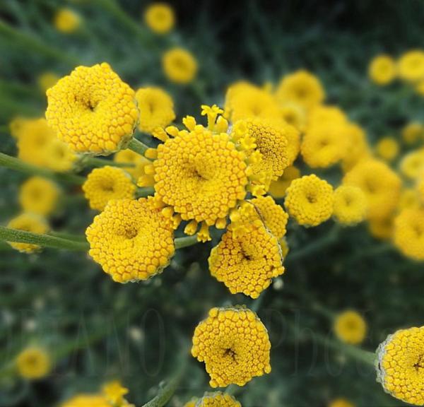 tanacetum balsamita