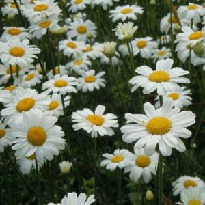 tanacetum cinerarifolium 