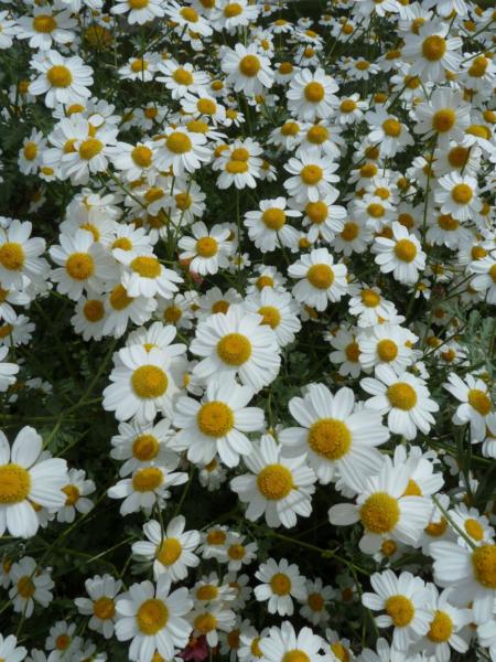 tanacetum niveum jackpot