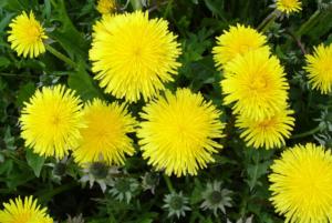 taraxacum officinale 