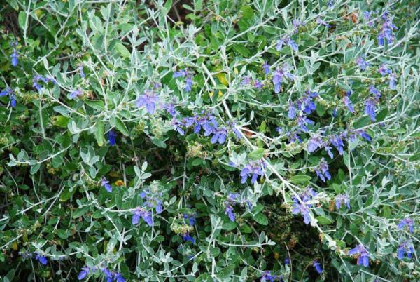 teucrium azureum