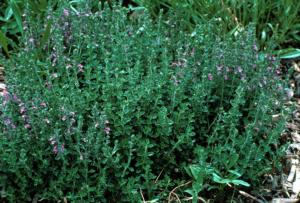 teucrium chamaedrys