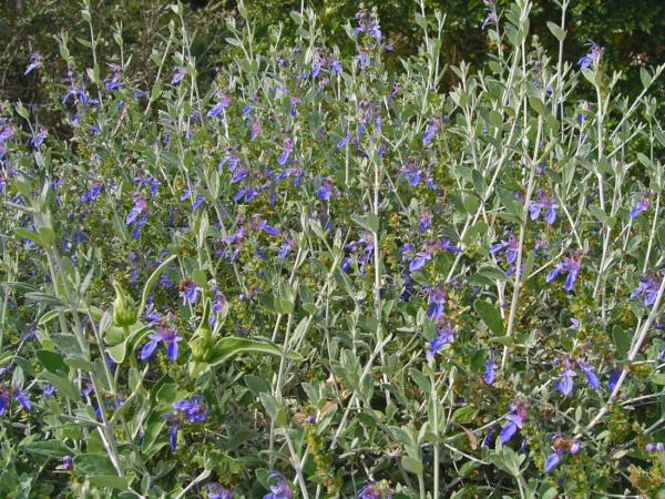 teucrium fruticans