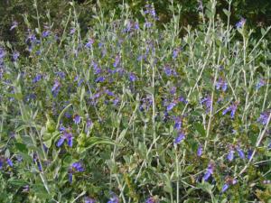 teucrium fruticans