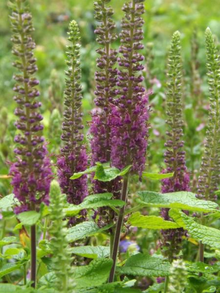 teucrium hircanicum