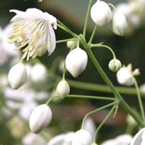 thalictrum delavayi album 