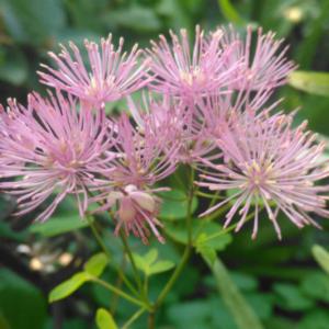 thalictrum aquilegif. purpureum