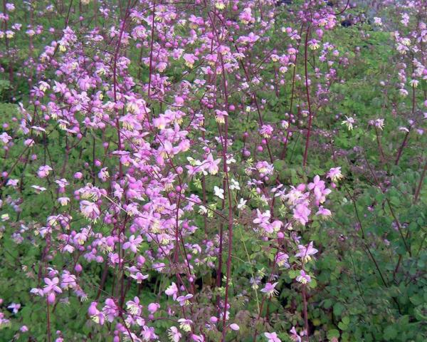 thalictrum delavayi 