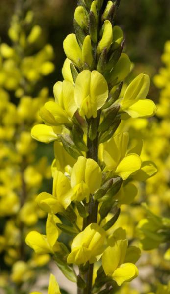 thermopsis chinensis