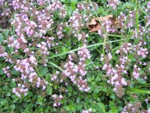 thymus pulegioides