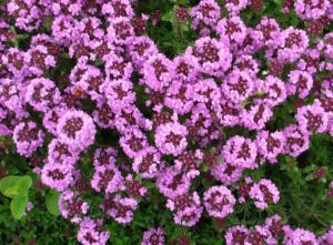 thymus serpyllum magic carpet