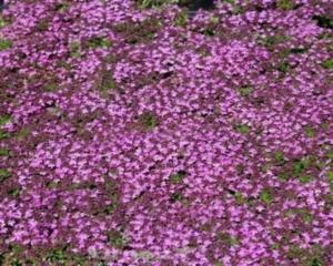 thymus serpyllum minimus