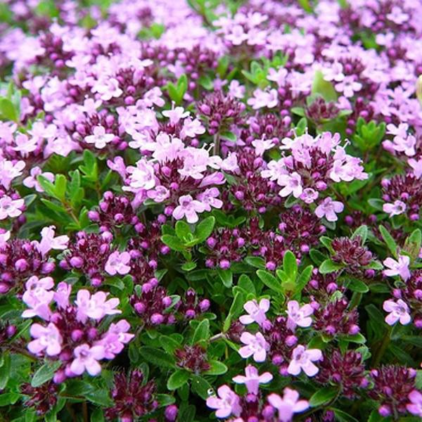 thymus serpyllum