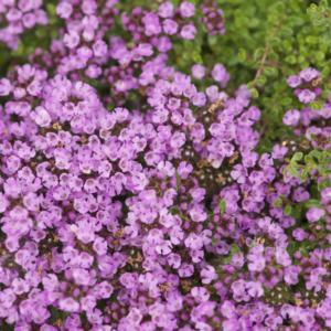 thymus serpyllum russettings 