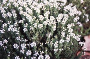 thymus vulgaris