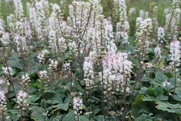 tiarella pink shyrocket