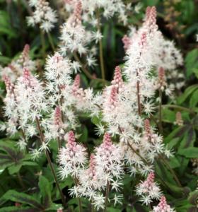 tiarella spring symphony