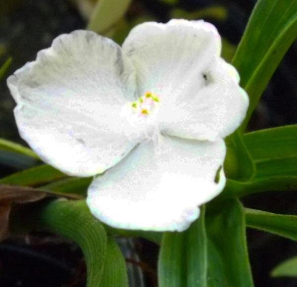 tradescantia andersoniana blanca