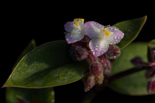 tradescantia blossfeldiana