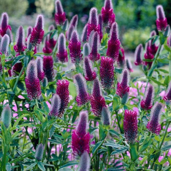 trifolium rubens