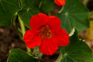 tropaeolum majus 