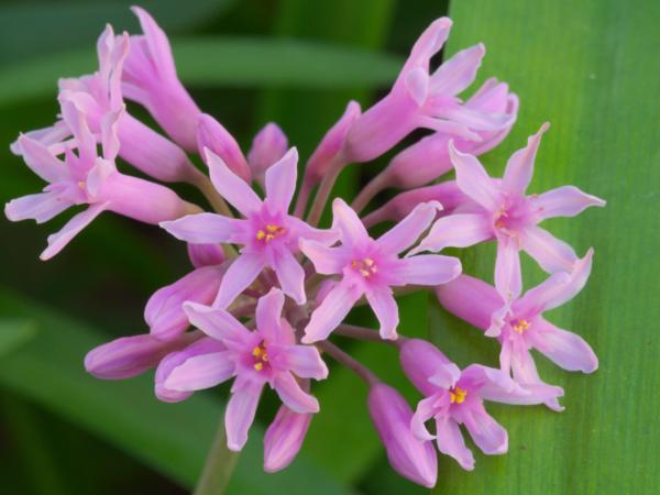 tulbaghia fragrans