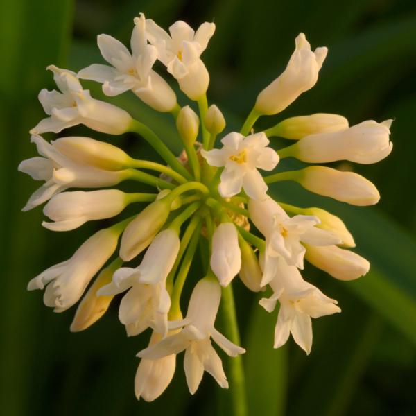 tulbaghia fragrans alba