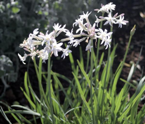 tulbaghia violacea alba